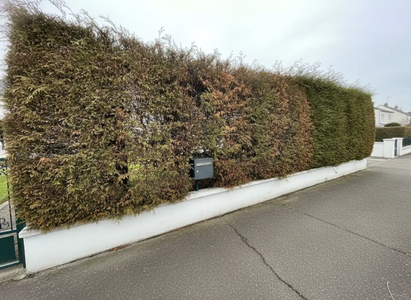 Avant : Taille d'une haie de thuyas en bord de trottoir